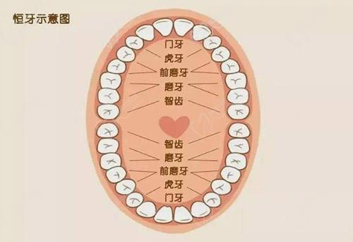 恒牙示意圖