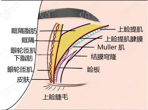 師麗麗雙眼皮修復(fù)成功率大嗎？看了好多真人修復(fù)實(shí)例和口碑評價(jià)無黑料